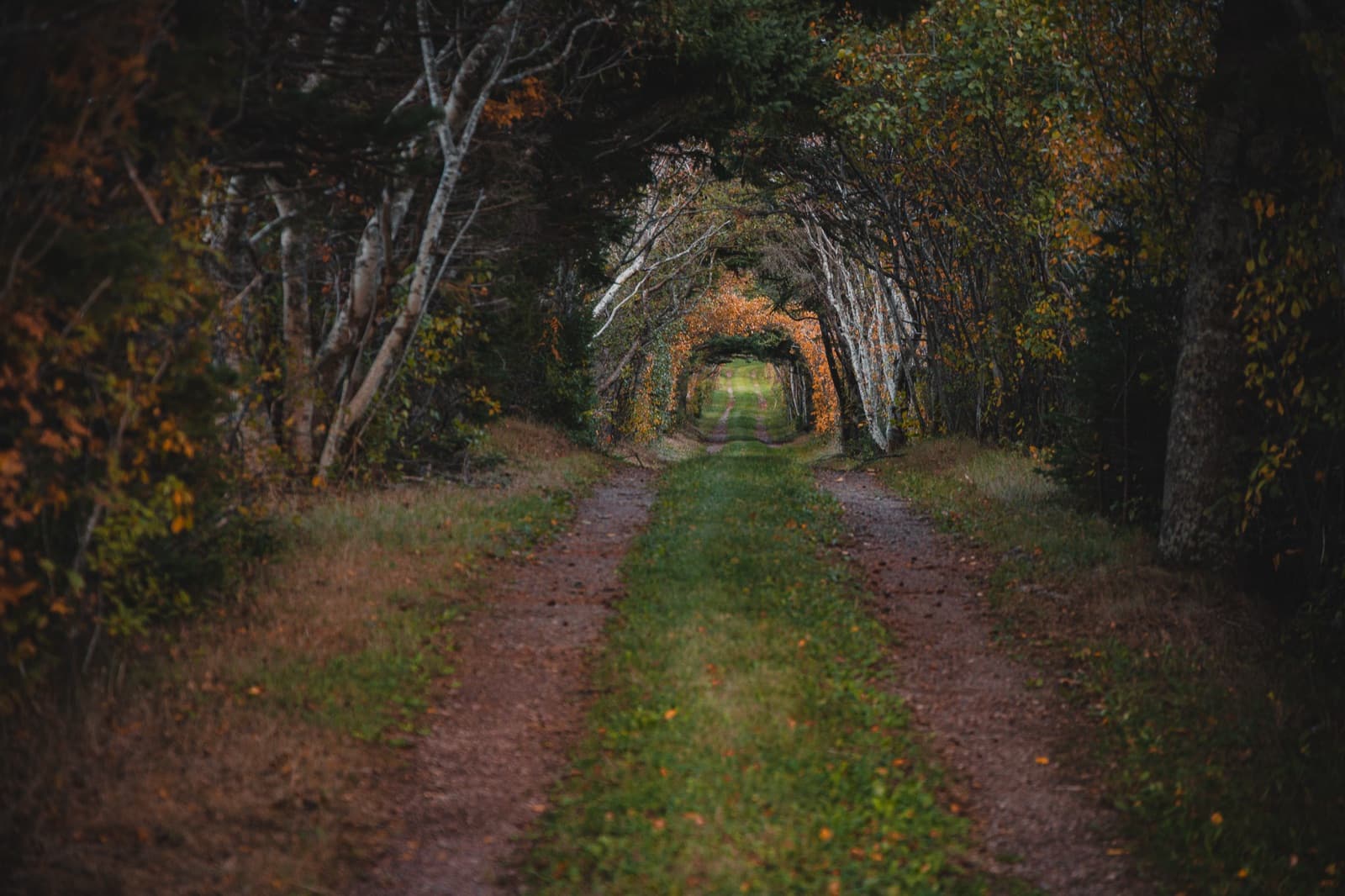 Forest road tunneling through autumn trees