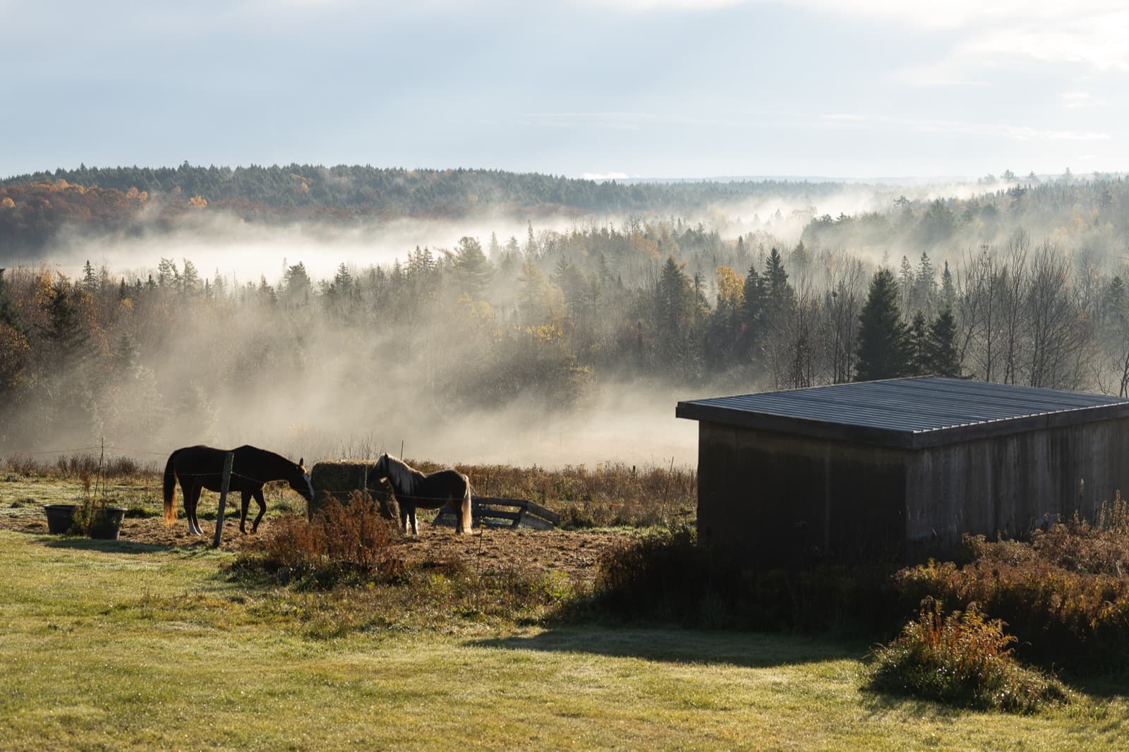 Horses grazing in a foggy field at sunrise